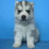 シベリアンハスキー【埼玉県・男の子・2024年2月18日・シルバー&ホワイト】の写真1