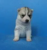 シベリアンハスキー【埼玉県・女の子・2022年11月16日・シルバー&ホワイト】の写真3「生後23日目撮影」