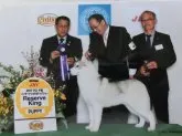 シベリアンハスキー【埼玉県・男の子・2018年1月18日・シルバー&ホワイト】の写真5「父親」