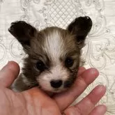 パピヨン