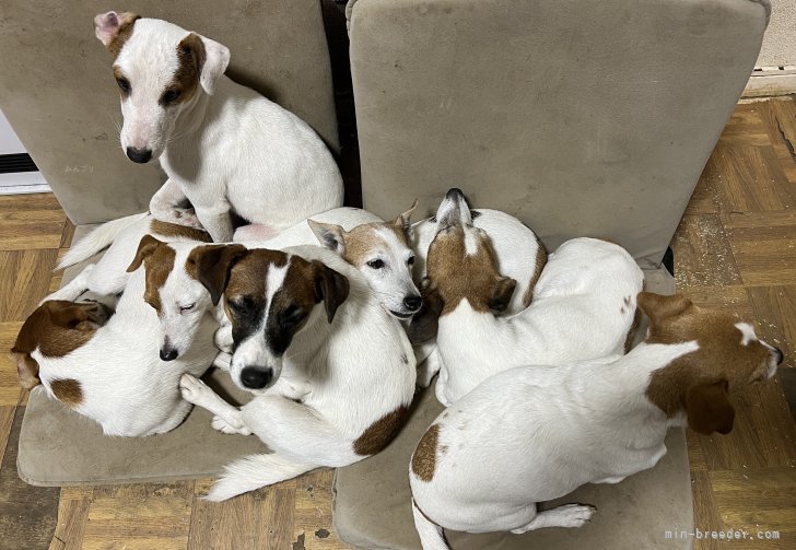 渡邉浩行ブリーダーのブログ：おしくらまんじゅう☺️