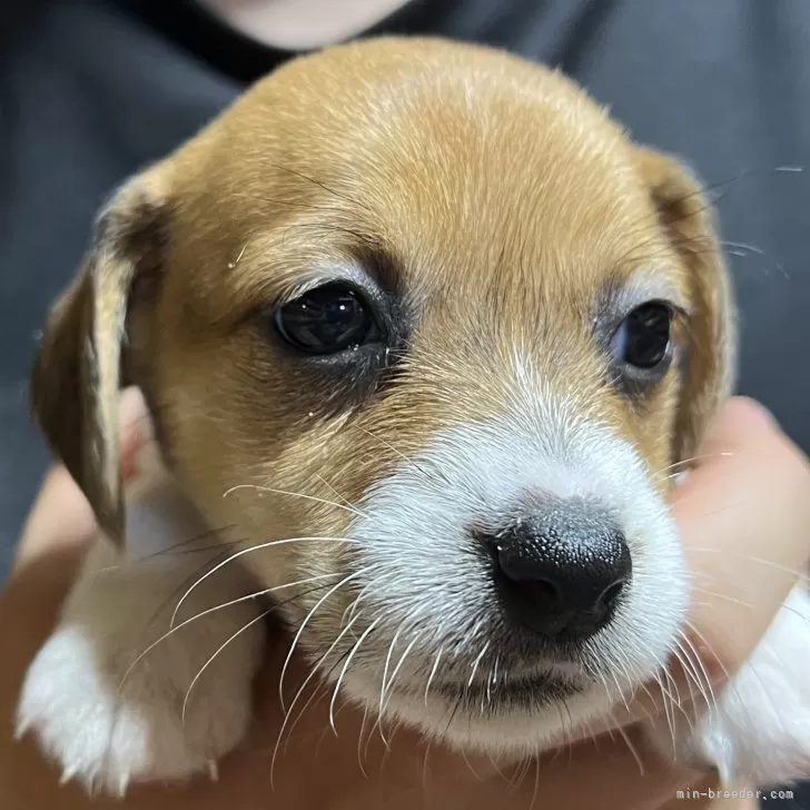 ジャックラッセルテリア【千葉県・女の子・2025年10月14日・タン&amp;ホワイト】の写真1