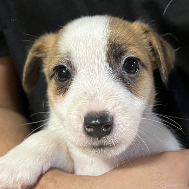 ブリーダー画像