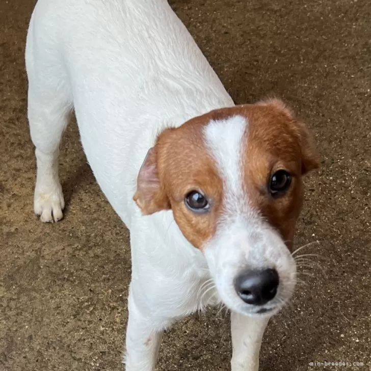 ID：2406-00210の子犬