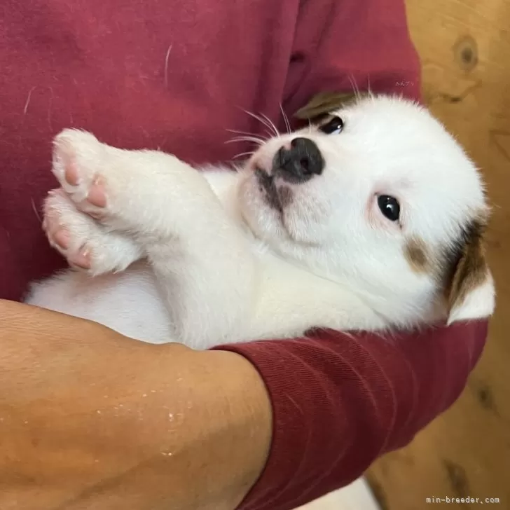 ID:2412-01836の子犬