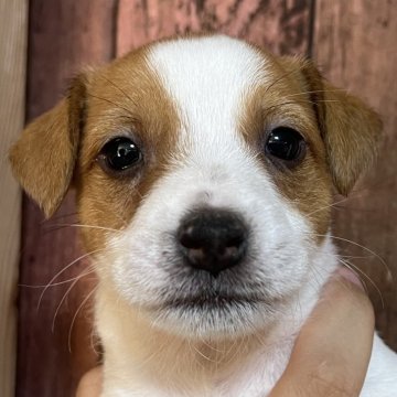 ジャックラッセルテリア【千葉県・男の子・2025年10月3日・タン&ホワイト】の写真「好奇心旺盛なシャーロット次男くん」