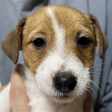 ジャックラッセルテリア【千葉県・女の子・2025年10月3日・タン&ホワイト】の写真「お茶目なシャーロット長女ちゃん」