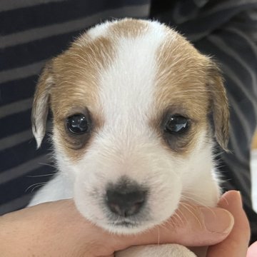 ジャックラッセルテリア【千葉県・女の子・2025年10月6日・タン&ホワイト】の写真「お茶目なかりんとう次女ちゃん」