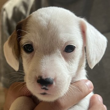 ジャックラッセルテリア【千葉県・女の子・2025年10月14日・タン&ホワイト】の写真「おっとりマイペースな五女ちゃん」