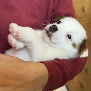 ジャックラッセルテリア【千葉県・男の子・2024年11月3日・タン&ホワイト】の写真「もふもふ、おっとりなミアベビーくん」