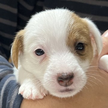 ジャックラッセルテリア【千葉県・男の子・2025年10月6日・タン&ホワイト】の写真「人懐っこいかりんとう三男くん」