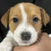 ジャックラッセルテリア