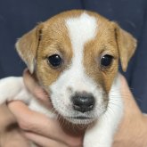 ジャックラッセルテリア