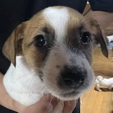 ジャックラッセルテリア