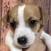 ジャックラッセルテリア