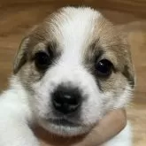 ジャックラッセルテリア