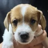 ジャックラッセルテリア