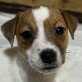 ジャックラッセルテリア