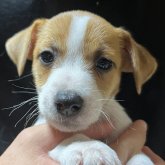 ジャックラッセルテリア