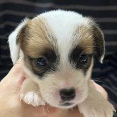 ジャックラッセルテリア