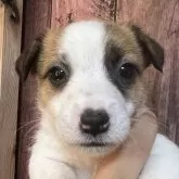 ジャックラッセルテリア【千葉県・男の子・2025年10月3日・タン&ホワイト】の写真1