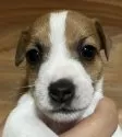 ジャックラッセルテリア【千葉県・男の子・2025年10月3日・タン&ホワイト】の写真5