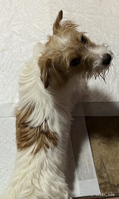 ジャックラッセルテリア【・女の子・2020年7月28日・タン&amp;ホワイト】