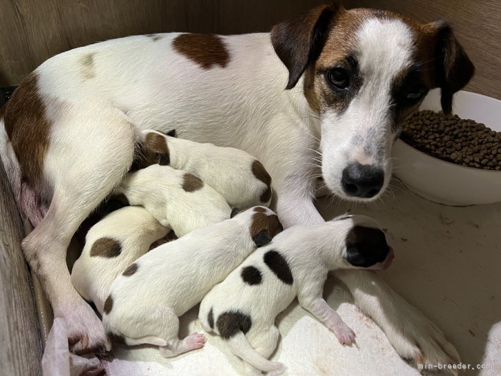 ジャックラッセルテリア【・女の子・2021年8月10日・タン&amp;ホワイト】