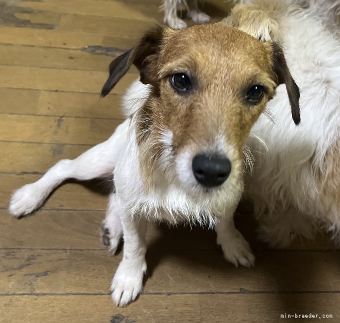 ジャックラッセルテリア【・女の子・2024年3月5日・タン&amp;ホワイト】