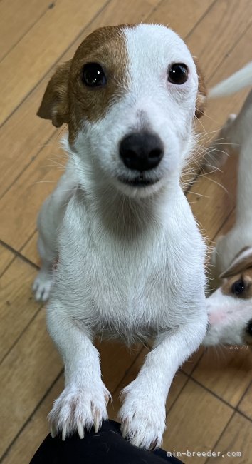 ジャックラッセルテリア【・女の子・2021年4月4日・タン&amp;ホワイト】