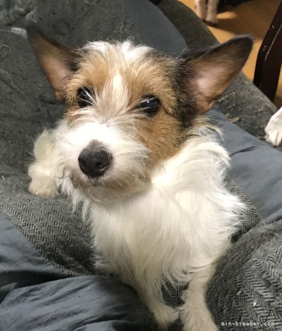 ジャックラッセルテリア【・女の子・2019年5月6日・タン&amp;ホワイト】