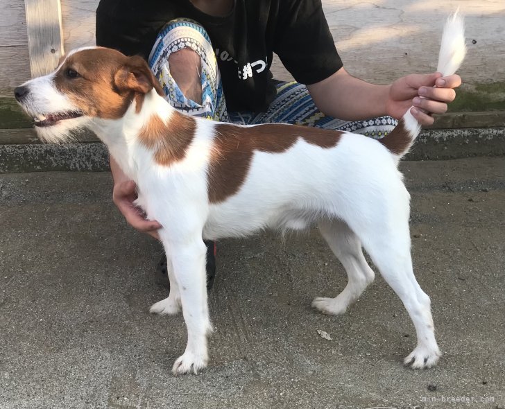 ジャックラッセルテリア【・男の子・2020年6月28日・タン&amp;ホワイト】