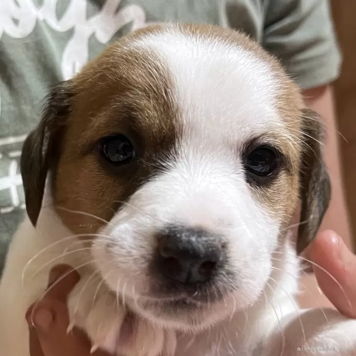 ID：2403-04562の子犬