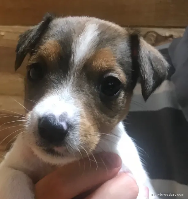 ID：1803-00708の子犬