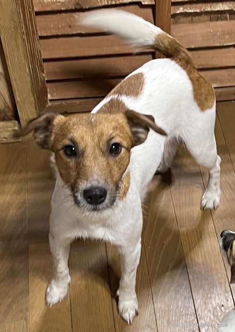 ジャックラッセルテリア【・女の子・2021年2月27日・タン&amp;ホワイト】