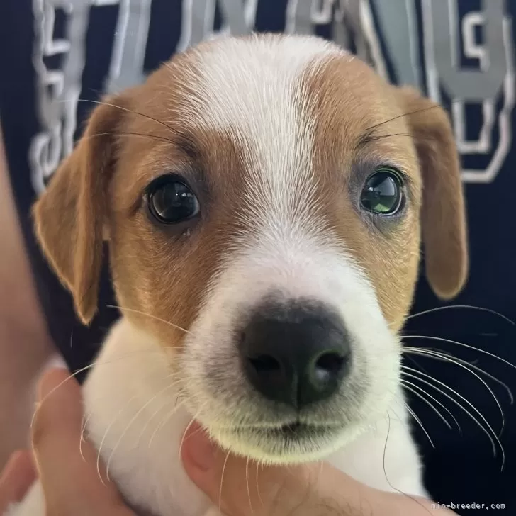 ID：2405-01010の子犬