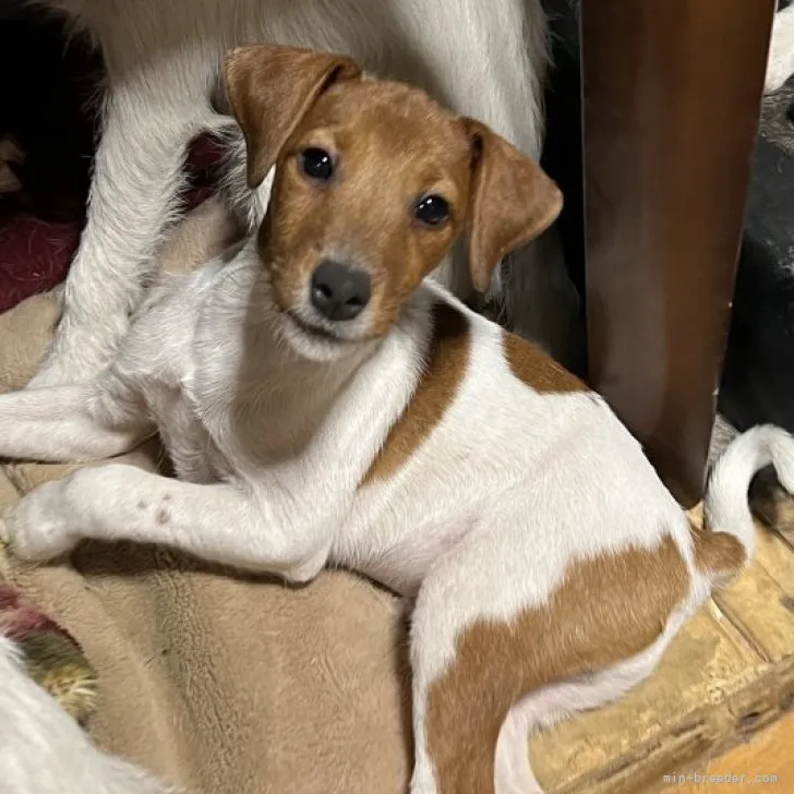 ID：2307-00573の子犬