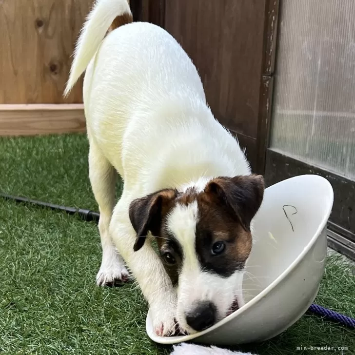 ID：2403-04560の子犬