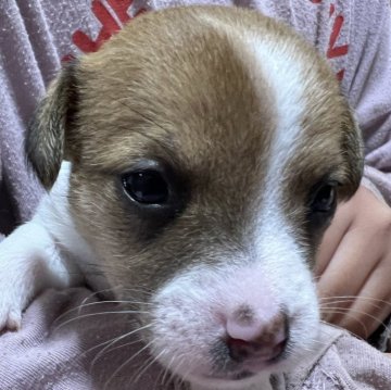 ジャックラッセルテリア【千葉県・女の子・2023年12月14日・タン&ホワイト】の写真「５人兄弟のしっかり者のお姉さんの長女ちゃん」