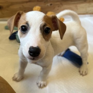 ジャックラッセルテリア【千葉県・女の子・2023年4月15日・タン&ホワイト】の写真「4兄弟の元気いっぱい、お茶目な長女ちゃん」
