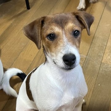 ジャックラッセルテリア【千葉県・男の子・2023年5月6日・タン&ホワイト】の写真「人懐っこく、一緒に遊ぶのが大好きな長男くん」