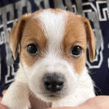 ジャックラッセルテリア【千葉県・男の子・2024年3月13日・タン&ホワイト】の写真「3人兄弟のお茶目な長男くん」