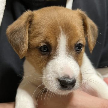 ジャックラッセルテリア【千葉県・男の子・2023年1月1日・タン&ホワイト】の写真「マイペースおっとりさん！４人兄弟の長男くん」