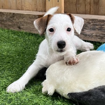 ジャックラッセルテリア【千葉県・女の子・2024年3月25日・タン&ホワイト】の写真「しっぽブンブン、とにかく人が大好きな次女ちゃん」