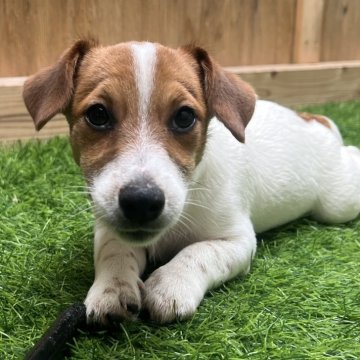 ジャックラッセルテリア【千葉県・男の子・2024年3月5日・タン&ホワイト】の写真「7人兄弟のちょっと影の薄いマイペース四男くん」