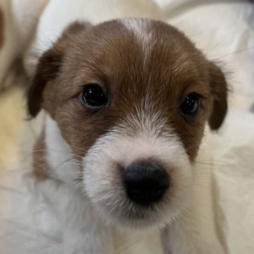 ジャックラッセルテリア【千葉県・男の子・2023年4月4日・タン&ホワイト】の写真「4兄弟のおっとり、のんびり屋さんの四男くん」