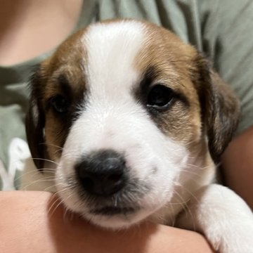 ジャックラッセルテリア【千葉県・男の子・2024年2月13日・タン&ホワイト】の写真「５人兄弟の人懐っこい、お茶目な次男くん」