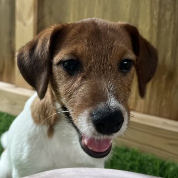 ジャックラッセルテリア【千葉県・女の子・2024年3月5日・タン&ホワイト】の写真「7人兄弟の甘えん坊な長女ちゃん」