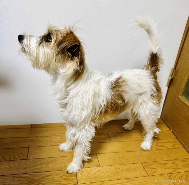 ジャックラッセルテリア【・男の子・2021年8月10日・タン&amp;ホワイト】