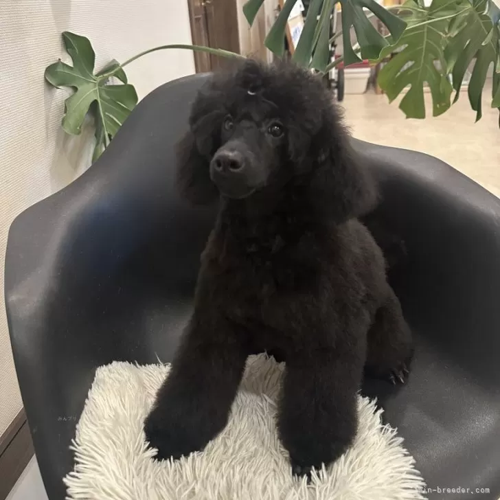 R.Ｉ 様のお迎えした子犬